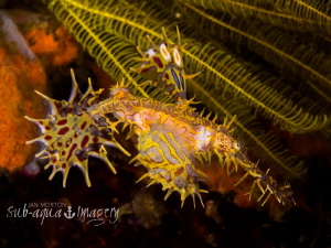"Carrying the Future"
Ornate Ghost Pipe Fish with Eggs
... by Jan Morton 